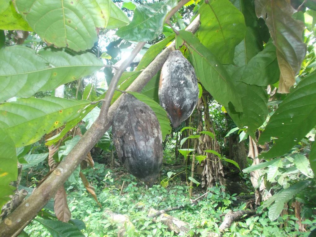 La maladie des fruits la plus courante c'est de voir les cabosses pourrir avant de mûrir