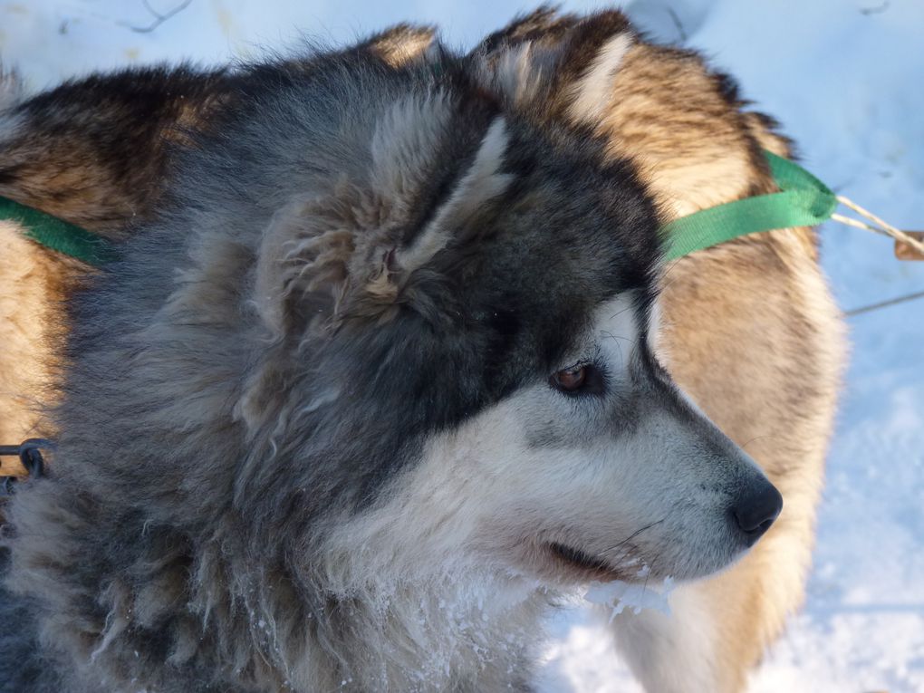 Album - 12-03 Lac-Saint-Jean-Traineau-a-chiens-fev-2012