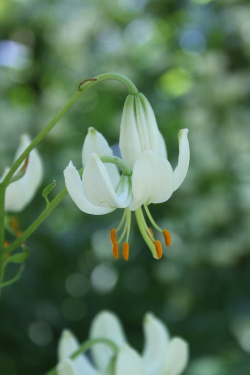 Album - Jardin-Metis