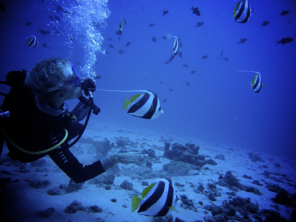 première photos de plongée avec nos amis les requins...