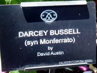 Rosier 'Darcey Bussel', un rosier somptueux !!!