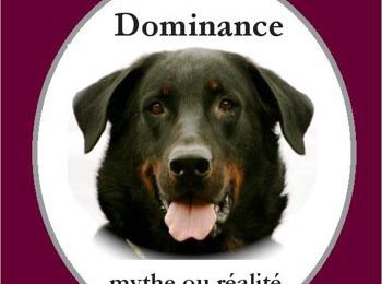 Dominance : Mythe ou Réalité