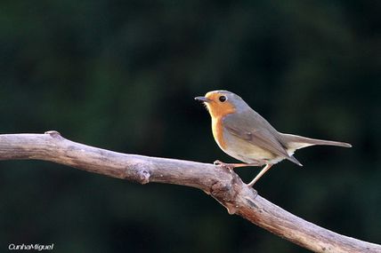 Rouge-gorge en alerte!