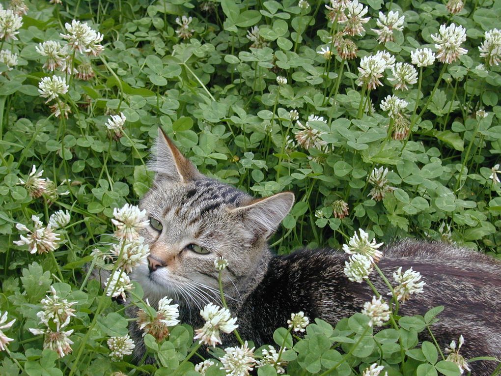 Notre jardin , fleurs , arbustes et légumes , ordonançés par ma femme 