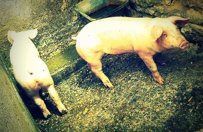 Deux petits cochons