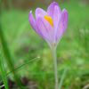 Crocus