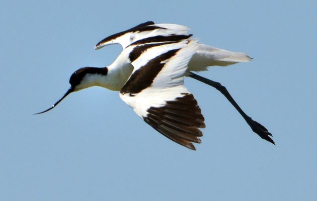 De l'abstraction à la réalité : l'avocette élégante