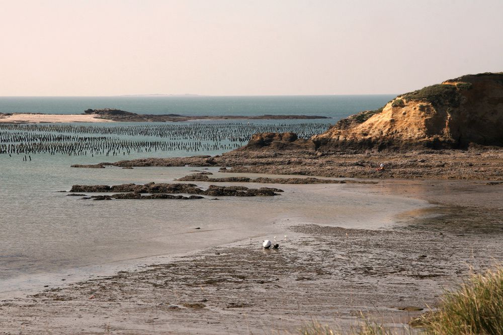 Les parcs à moules de bouchot de la Pointe du Bil