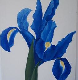 Iris