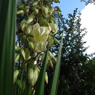 La fleur du lundi. Le Yucca.