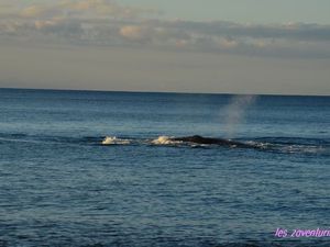 Notre Lagon avec la vue sur le Motu au loin, et nos baleines d'un soir!!
