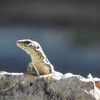 ... puisque l'on vous dit "y a pas d' lézard"...