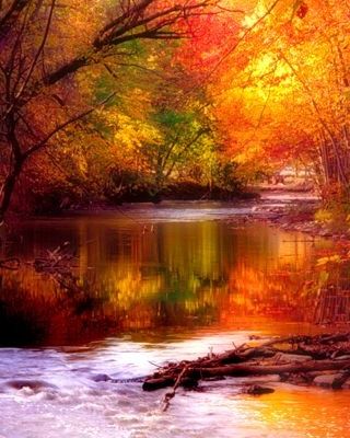 Nature - Feuillage - Automne - Picture - Free