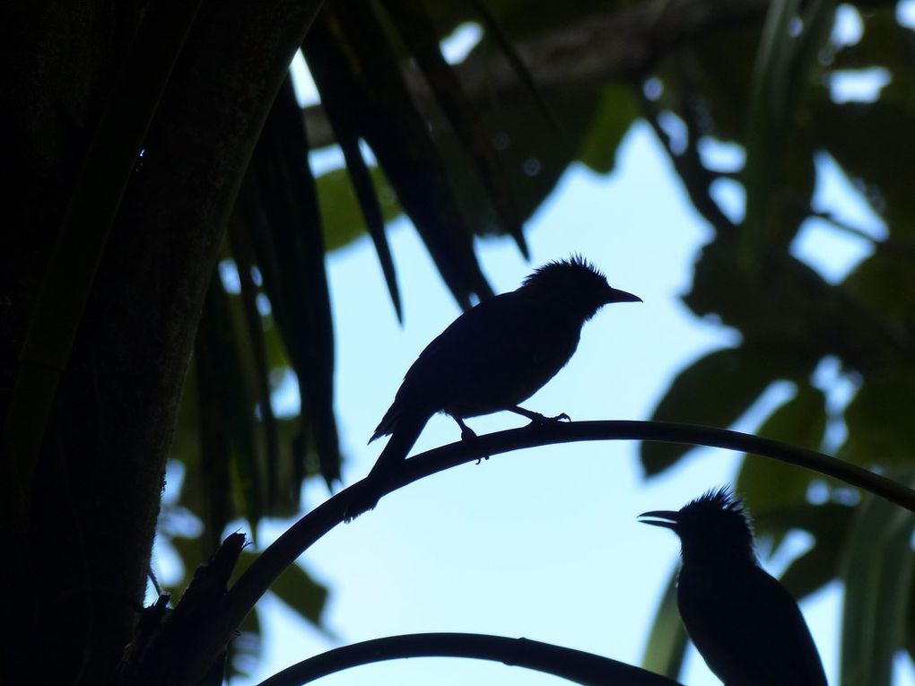 Album - 157--Seychelles--Praslin--Mahe--et-les-autres-