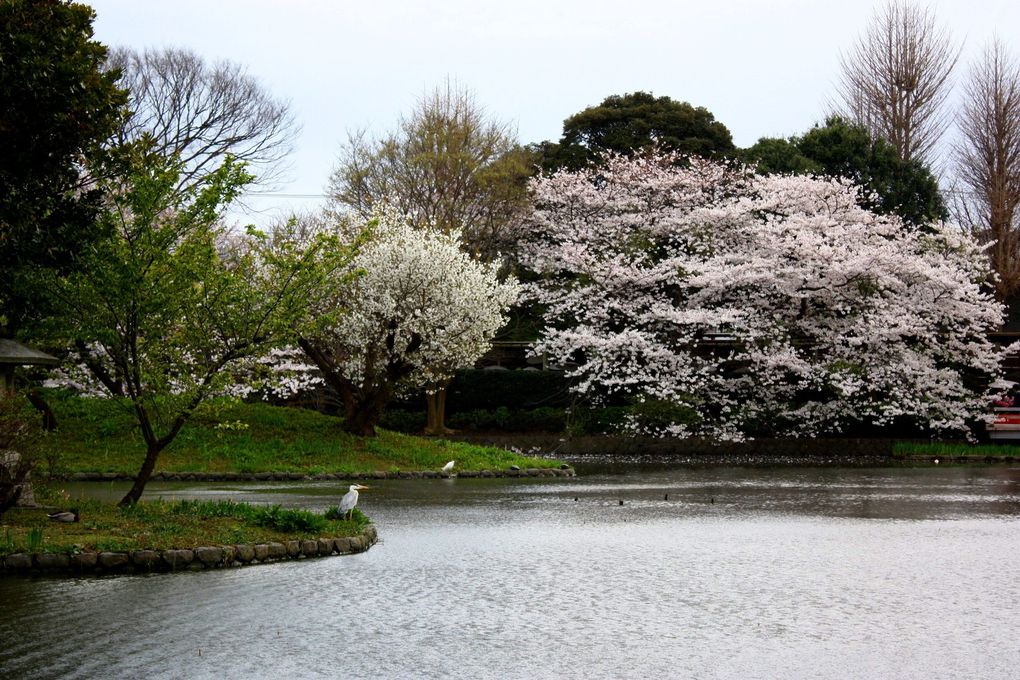 Photos de Kamakura, semaine pleine de fleurs de cerisiers
(s'il vous plait, respectez mon copyright)