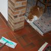 Chasse au swiffer ..