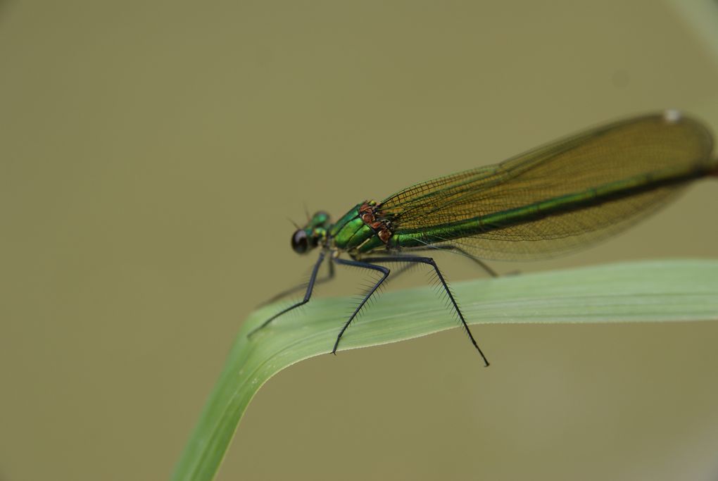 Quelques unes de mes photos en macro