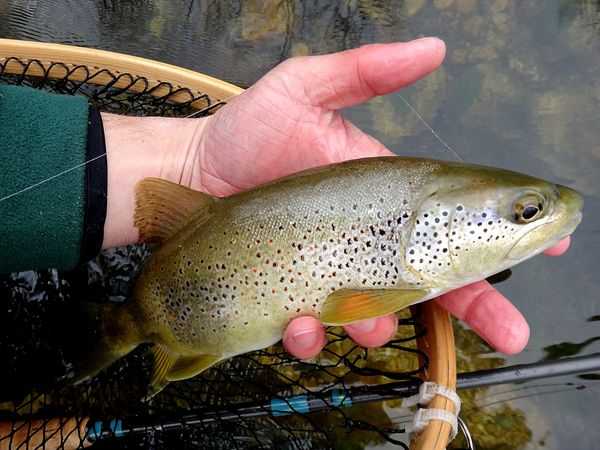 Les belles de la Haute rivière d'Ain, ellesont la forme en ce début de saison, pourvu que ça dure!