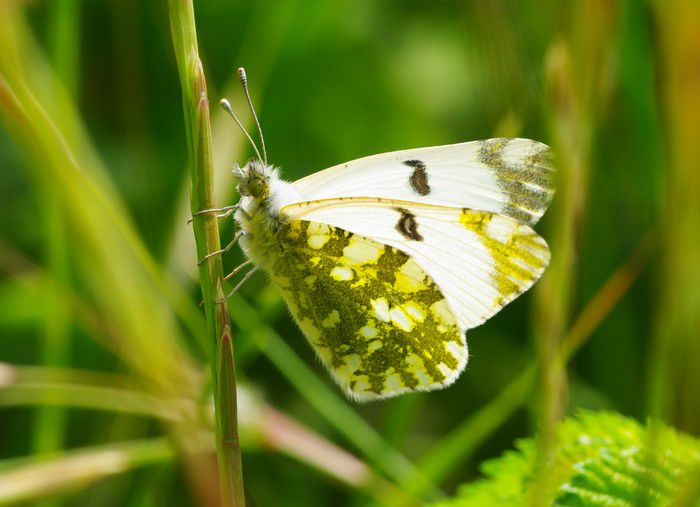 Album - Macro-Papillons