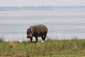 Un hippo au bord du Zambèze dans le parc du Lower Zambezi