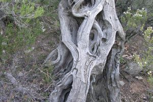 Un fantôme dans la nuit.