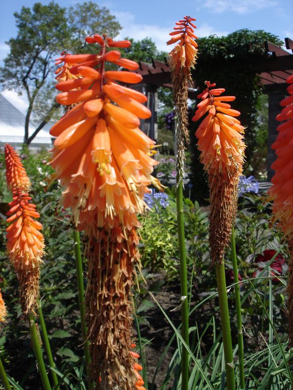 Album - jardin-botanique-et-biodome