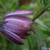 " Gouttelettes de pluie ... "