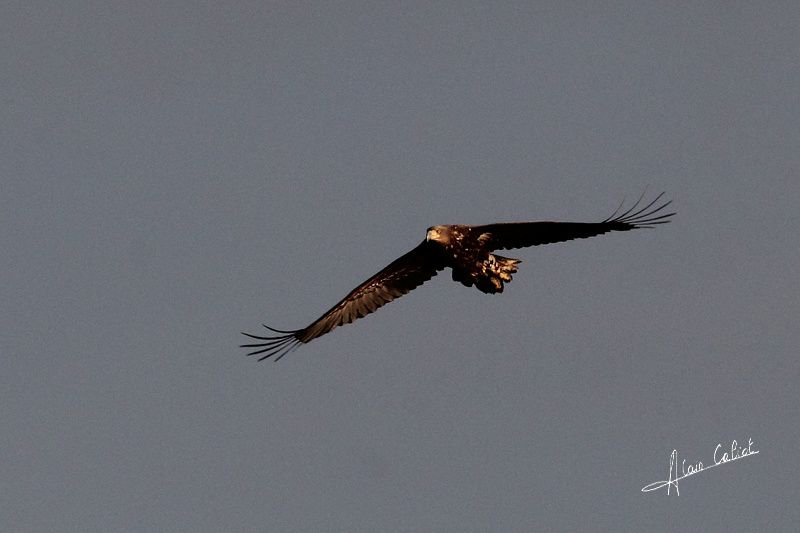 Aigle Pygargue à queue blanche