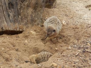 Zoo de Beauval en camping-car (Voyages en camping-car)