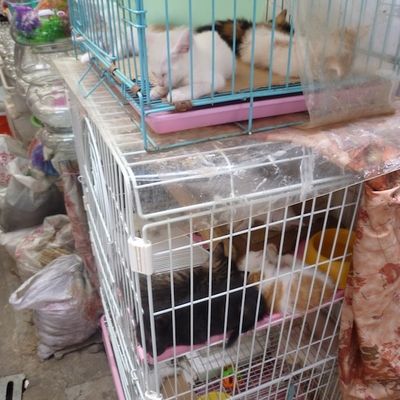 Le marché aux animaux...