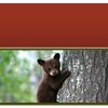 Pétition : Arrêtez la chasse aux trophées de l'ours dans la forêt pluviale du Grand Ours avant les Olympiques de 2010