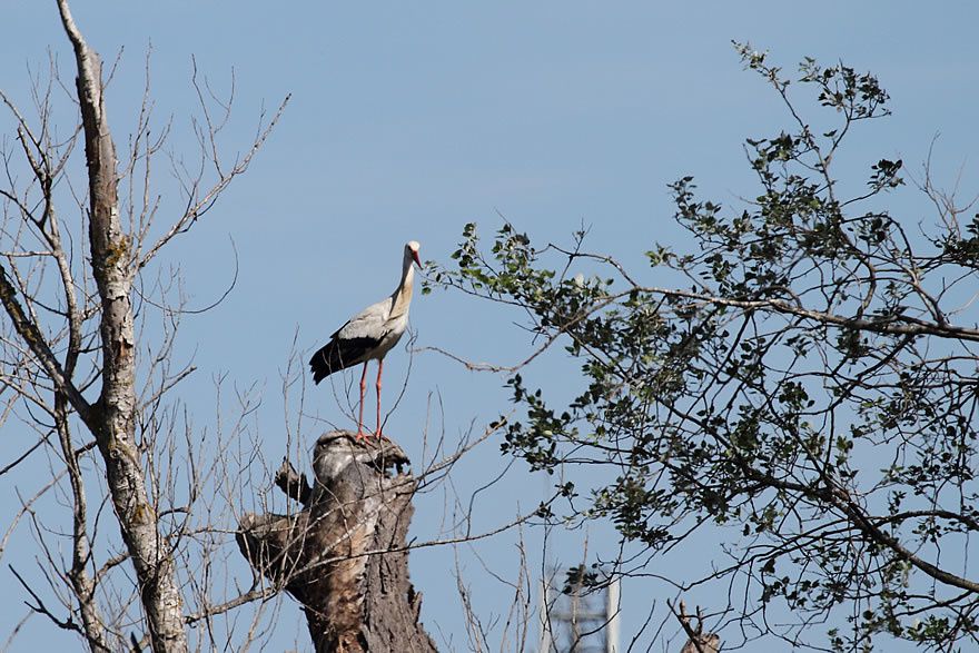 Album - Faune-Oiseau-8