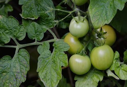 Pourquoi les tomates vertes donnent-elles mal au ventre?