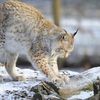 LE LYNX ANIMAL EN DANGER