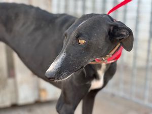 lévrier galga noire 3ans a adopter chez sos chiens galgos