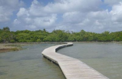 Endroits à visiter à la Martinique : Etang des Salines, Point de vue du Morne Gommier, Réserve Naturelle îlets Ste Anne, Martinique