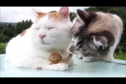 Calin entre chatons et escargot