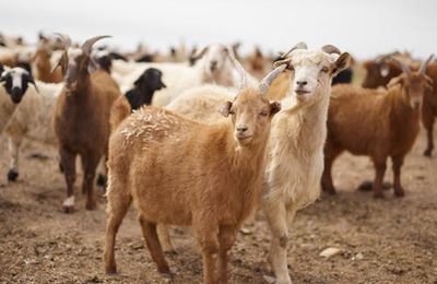 How To Select Goats for Milk or Meat