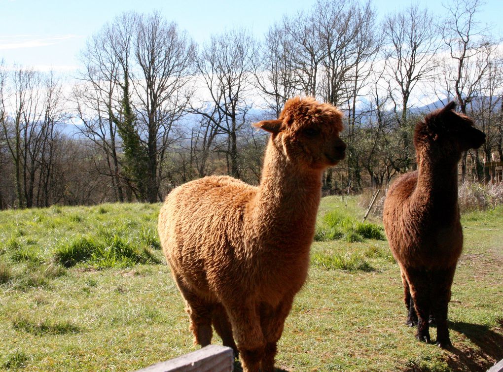 Belbèze-en-Comminges - Tourtouse excursion avec les Cheveux d'Argent de Salies-du-Salat