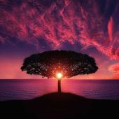 L'arbre, notre frère