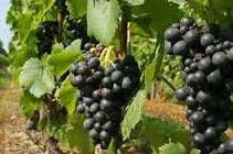 #Gamay Producers New York Vineyards