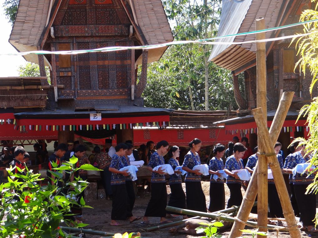 Album SULAWESI--FLORES. 2012