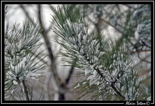 Album - Treve-sous-la-neige