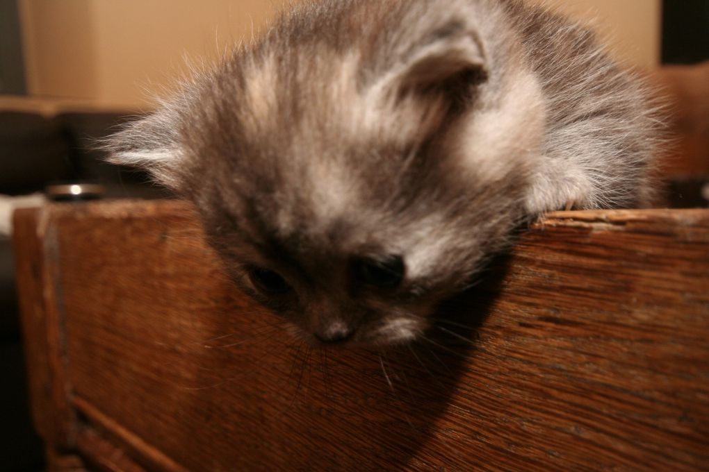 Portée de deux chatons.
(Chaussette + Dwayne)