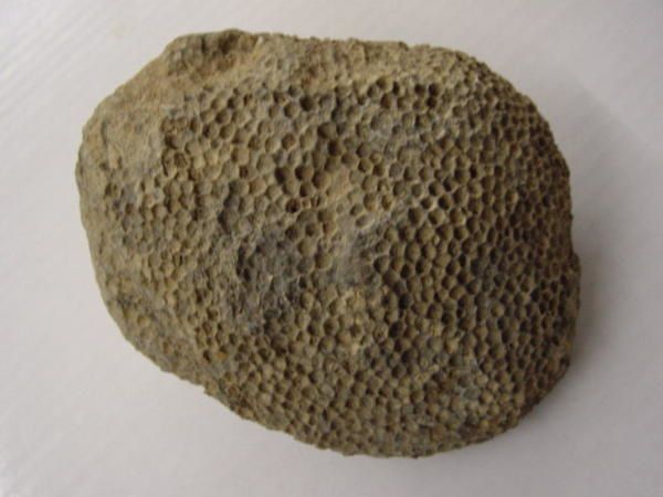 <p> </p>
<p>Les coraux fossiles sont, comme les éponges, des organismes fréquemment négligés par les amateurs. </p>
<p>Pourtant leur esthétique et leur grande variété en fait un groupe agréable à étudier et à collectionner.</p>
<p>Les quelques pièces ici présentées appartiennent toutes à ma collection.</p>
<p>A plus !</p>
<p>Phil "Fossil"</p>
<p> </p>