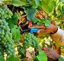 #Verdelho Producers Central Coast California Vineyards 