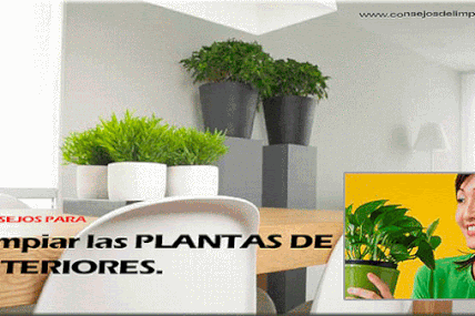 COMO LIMPIAR Y BRILLAR LAS HOJAS DE PLANTAS DE INTERIOR?