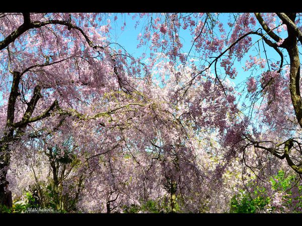 Le jardin Haradani - 原谷苑