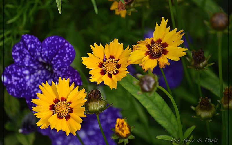 Jolies fleurs du Parc du château de Rambouillet