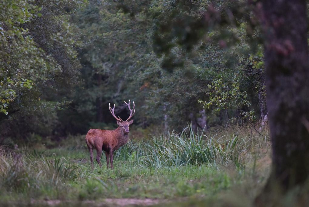 Cerf élaphe. Généralement le brame du cerf commence à la mi-septembre et cette période peut s'étaler jusqu'à mi-octobre. On peut même entendre bramer en novembre. Cette année n'aura pas été un bon cru, il semble bien que le brame soit terminé. Depuis plusieurs années les plans  de chasse revus à la hausse, à cause d'une gestion du grand gibier mal maîtrisée dans certains secteurs, font leur effet. Les biches sont moins nombreuses, plus de harde, les grands cerfs sont tombés, moins de raires ... ! 